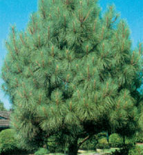 Loblolly Pine Tree For Sale  Buy 1, Get 1 Free – TN Nursery